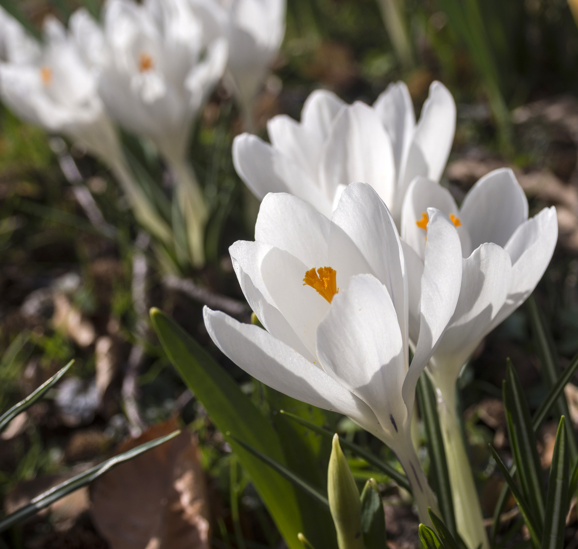 Weiße Krokusblüten