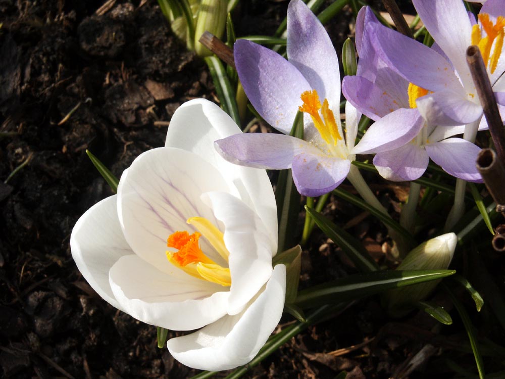 Weisse Krokussblüte