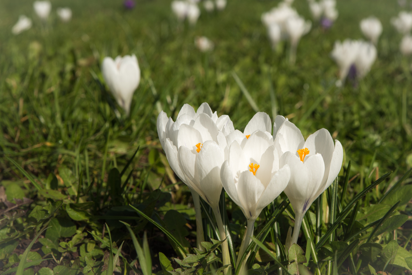 weisse Krokusse