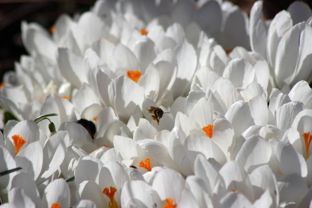 weiße Krokusse