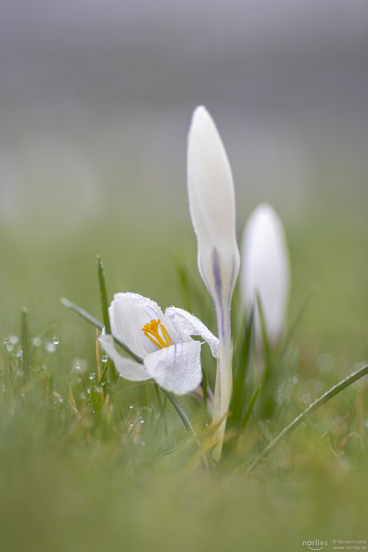 Weiße Krokusse