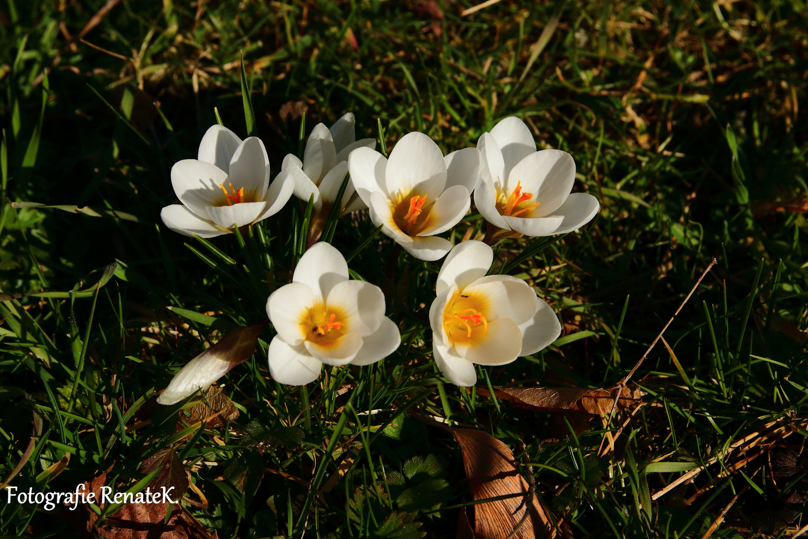 Weiße Krokusse im Sonnenlicht