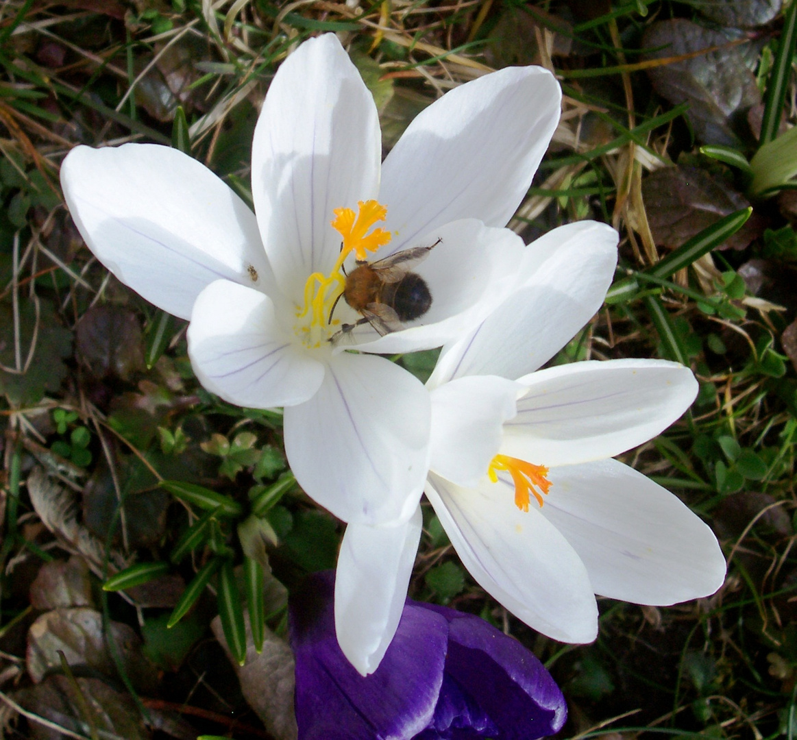 Weiße Krokusse mit Besuch