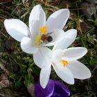 Weiße Krokusse mit Besuch