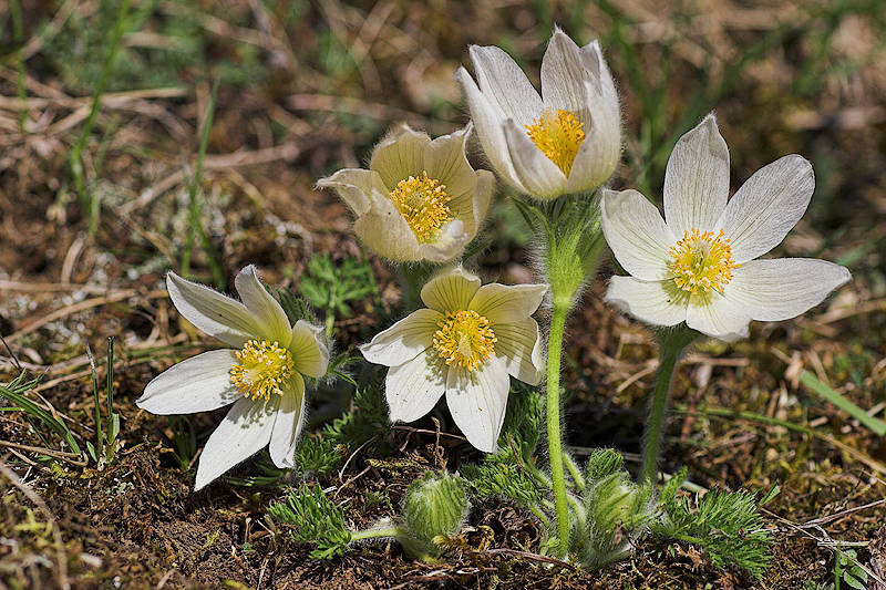 Weiße Küchenschelle (Pulsatilla vulgaris "Alba")