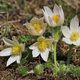 Weie Kchenschelle (Pulsatilla vulgaris "Alba")