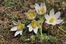 Weiße Küchenschelle (Pulsatilla vulgaris "Alba") von Camboy X