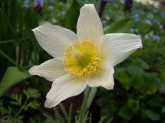 Weiße Kuhschelle (Pulsatilla vulgaris alba)