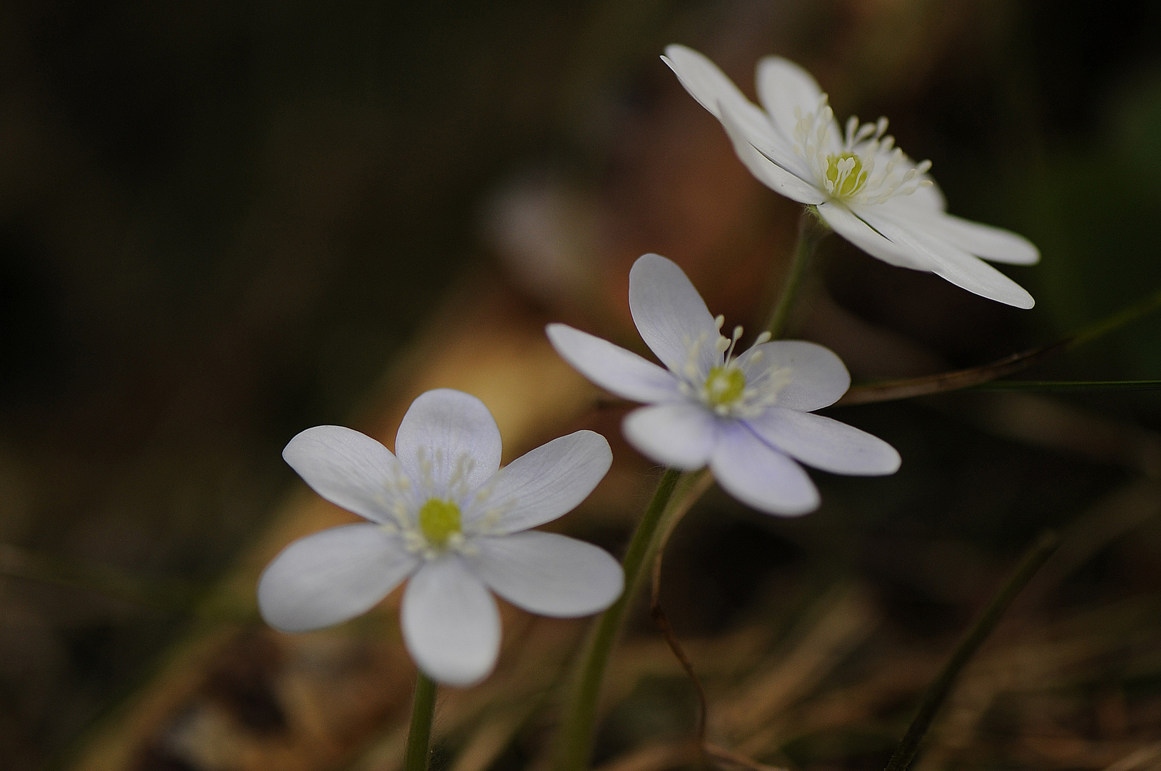 Weisse Leberblümchen