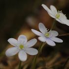 Weisse Leberblümchen