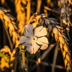 Weisse Lichtnelke  im Getreidefeld