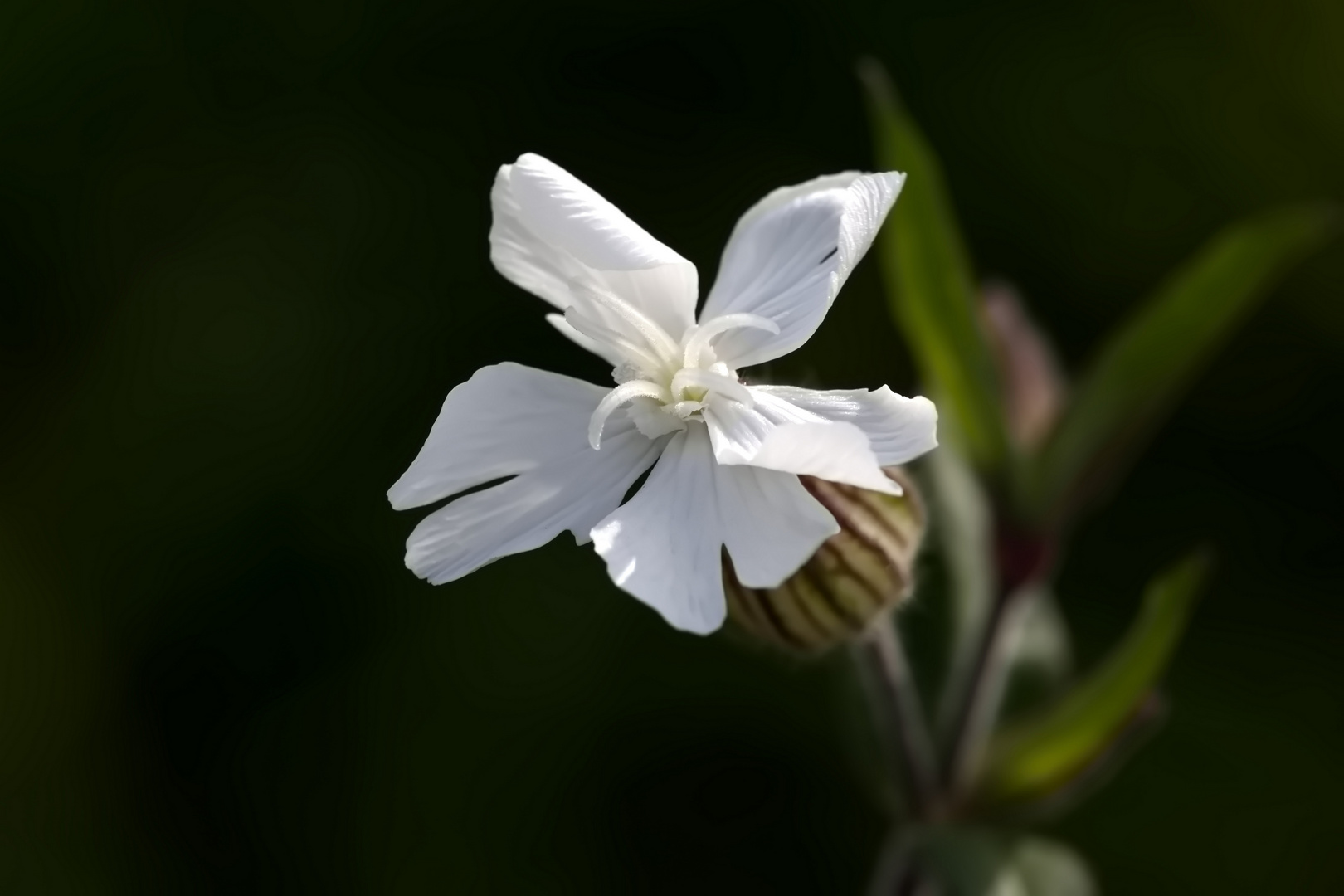 Weiße Lichtnelke mit geöffneter Blüte