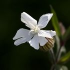 Weiße Lichtnelke mit geöffneter Blüte