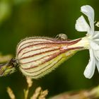 Weiße Lichtnelke mit Rüsselkäfer