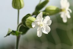 weiße Lichtnelke Silena alba