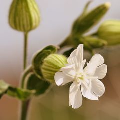 weiße Lichtnelke Silena alba