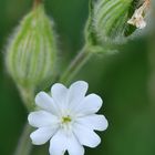 Weiße Lichtnelke (Silene latifolia)