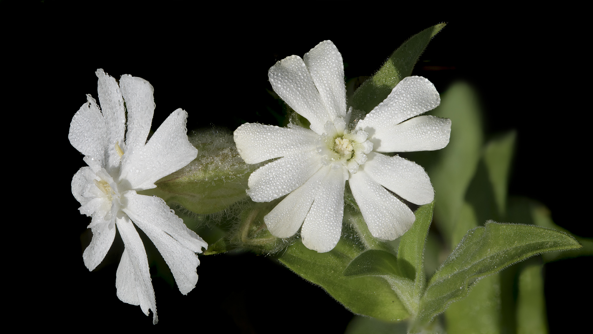 Weiße Lichtnelke | Silene latifolia