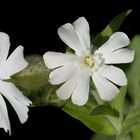 Weiße Lichtnelke | Silene latifolia