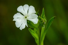 Weiße Lichtnelke (Silene latifolia)