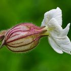 WEISSE LICHTNELKEN - EINE UNTERSCHÄTZTE SCHÖNHEIT DER NATUR