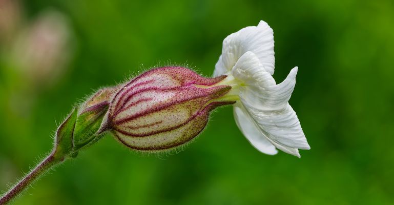 WEISSE LICHTNELKEN - EINE UNTERSCHÄTZTE SCHÖNHEIT DER NATUR