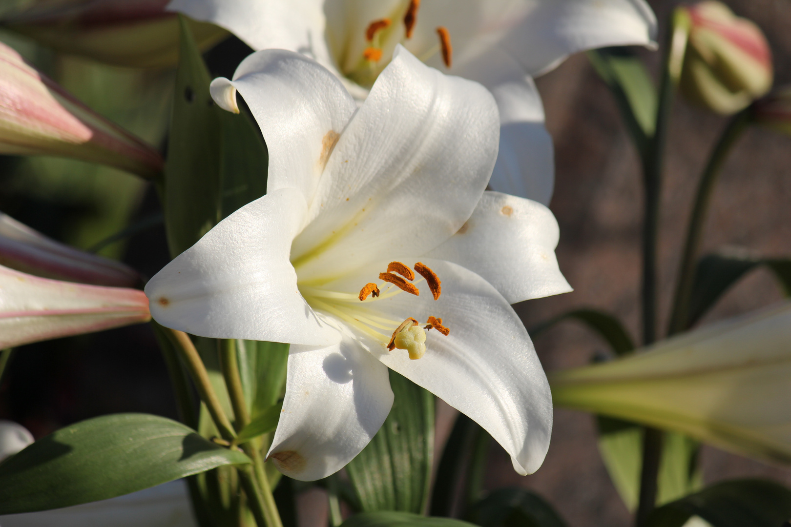 weiße Lilie Foto & Bild jahreszeiten, frühling, blumen und blüten