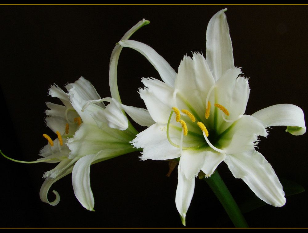 weiße Lilie