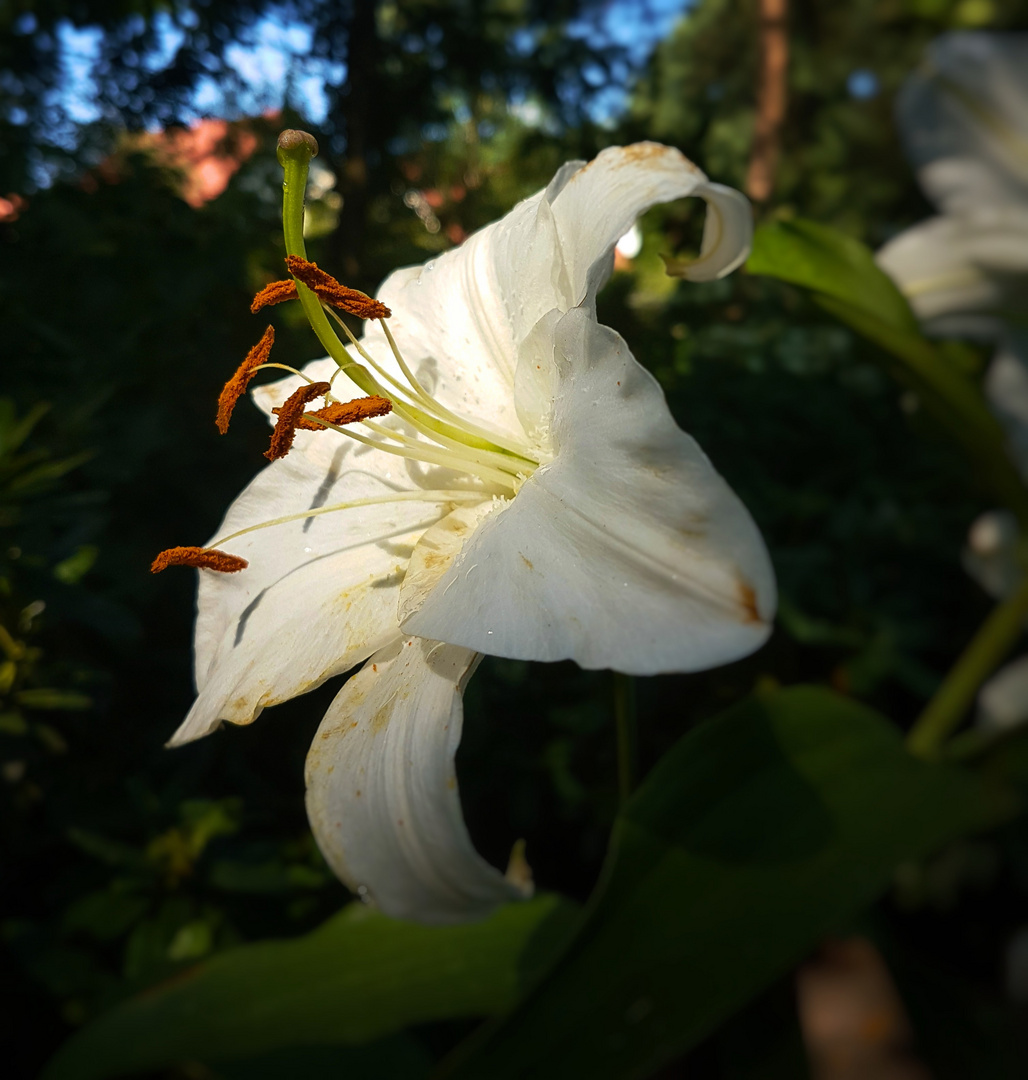 Weiße Lilie Foto & Bild pflanzen, pilze & flechten, blüten