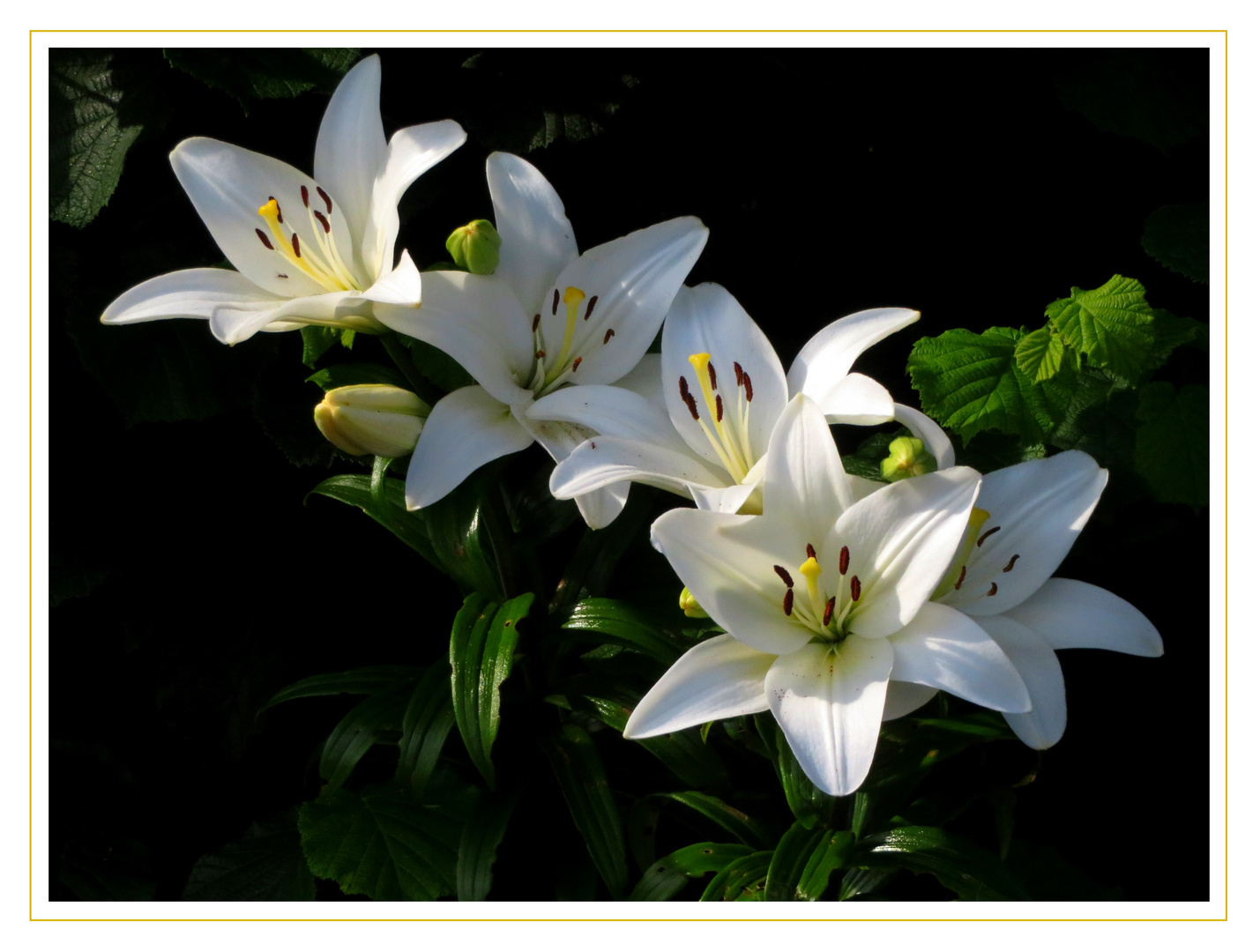 Weiße Lilie Foto & Bild weiß, natur, blume Bilder auf