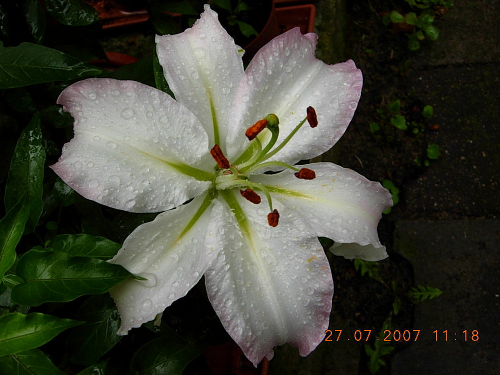 Weiße Lilie Foto & Bild pflanzen, pilze & flechten, blüten