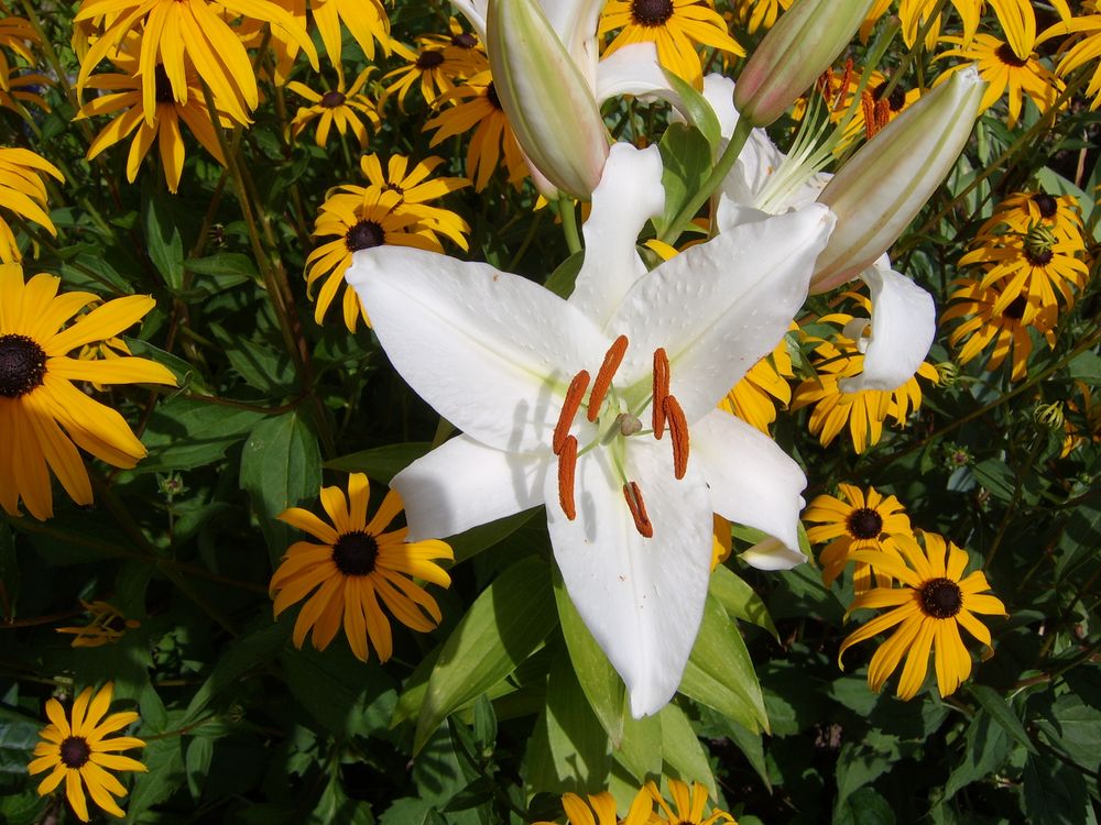 Weiße Lilie Foto & Bild pflanzen, pilze & flechten, blüten