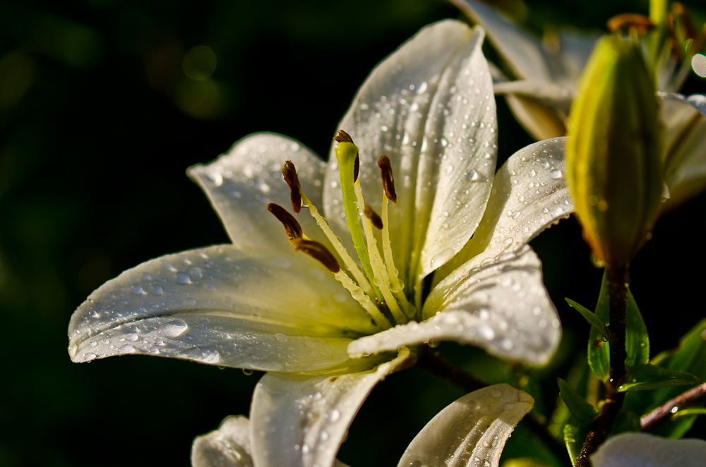 > weiße Lilie im Regen Foto & Bild pflanzen, pilze & flechten, blüten