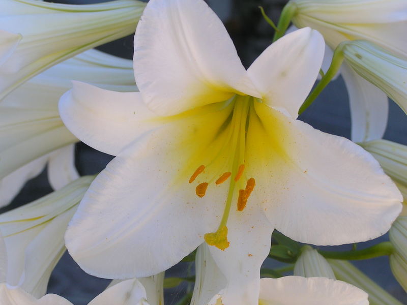 Weiße Lilie oder Madonnenlilie (Lilium candidum)