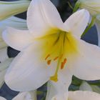 Weiße Lilie oder Madonnenlilie (Lilium candidum)