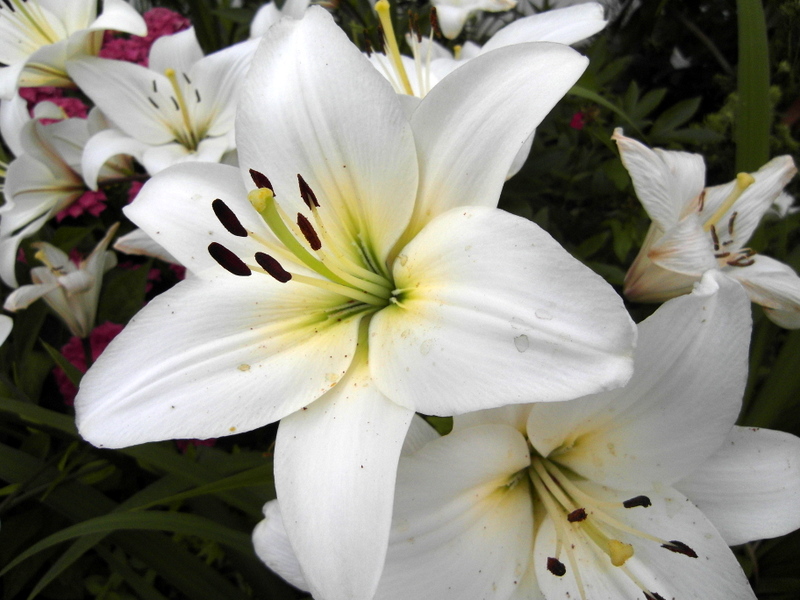 Weiße Lilien 2