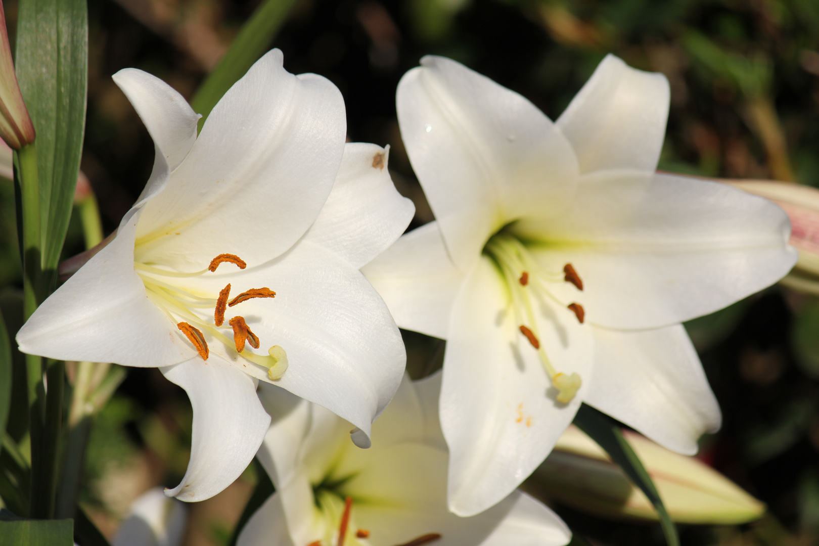 weiße Lilien Foto & Bild sonstiges, blumen und blüten, natur Bilder
