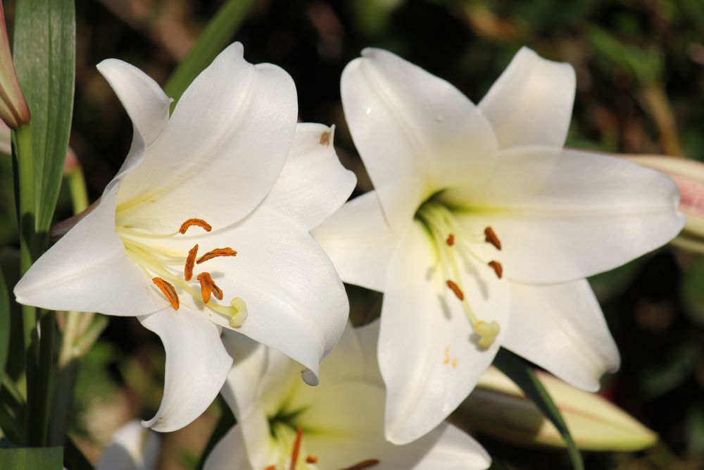 weiße Lilien Foto & Bild sonstiges, blumen und blüten, natur Bilder