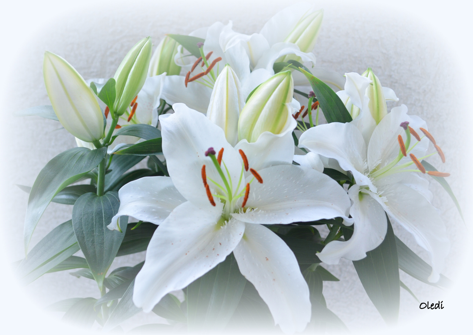 Weisse Lilien Weisse Lilien