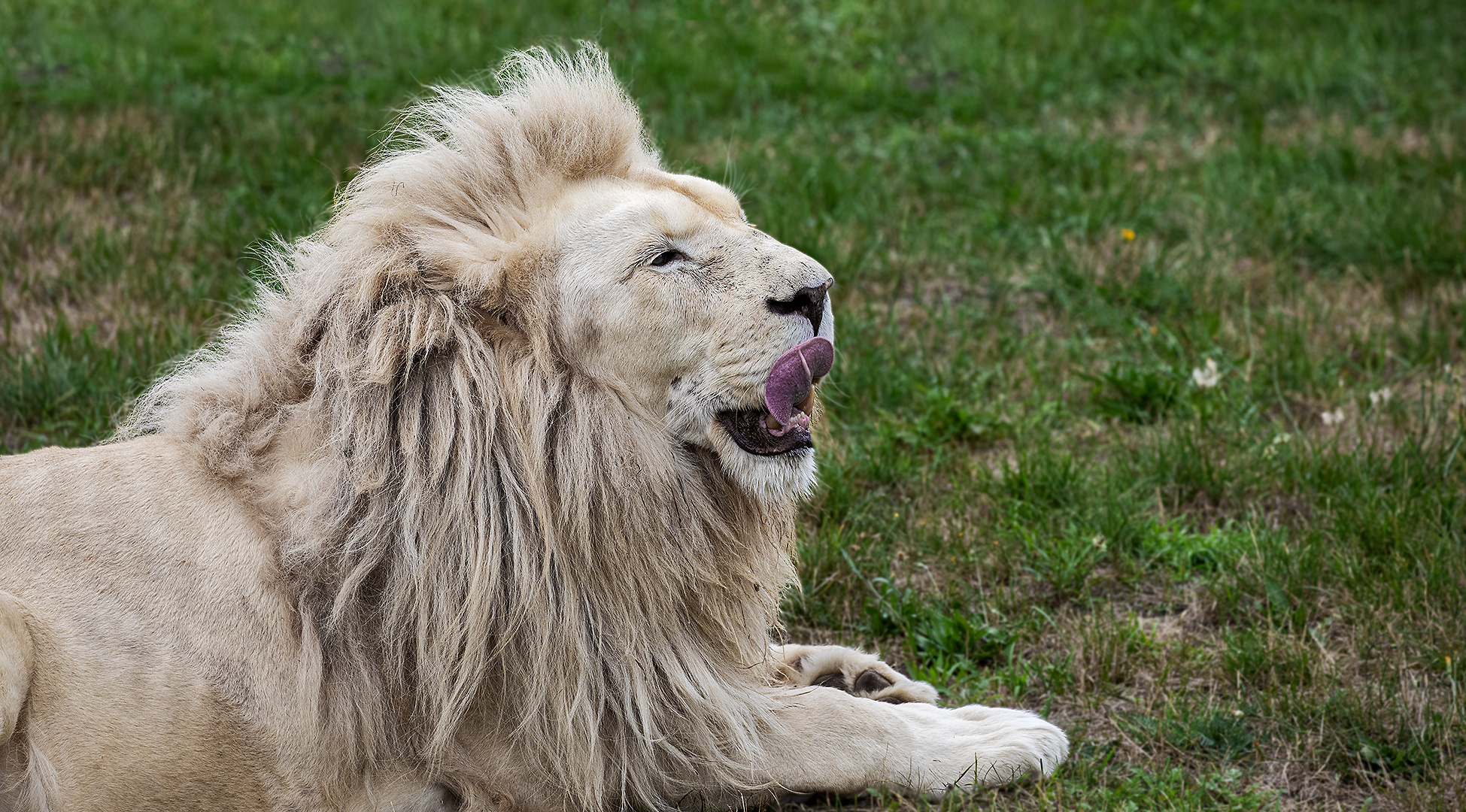 Weiße Löwe Portrait 001