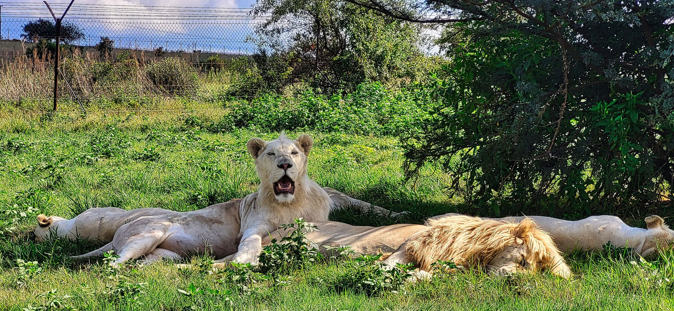 Weiße Löwen im Game drive 