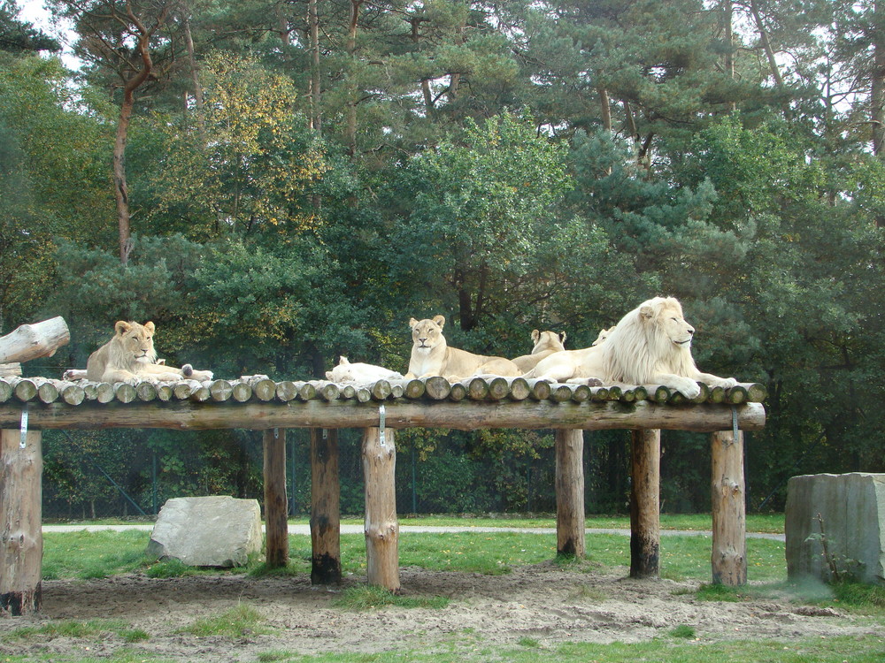 weiße Löwenherde beim Sonnenbad