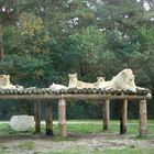 weiße Löwenherde beim Sonnenbad