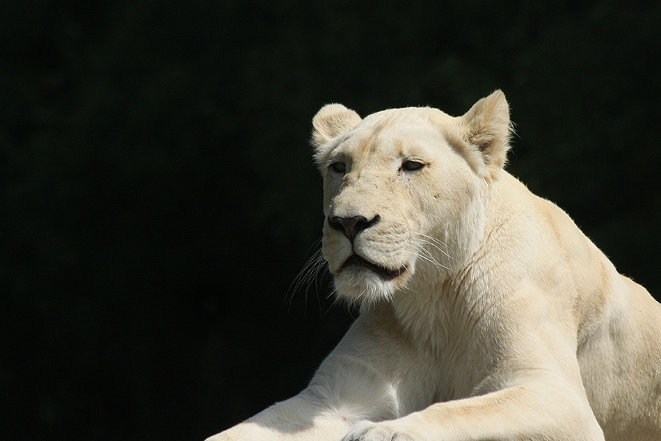 Weiße Löwin