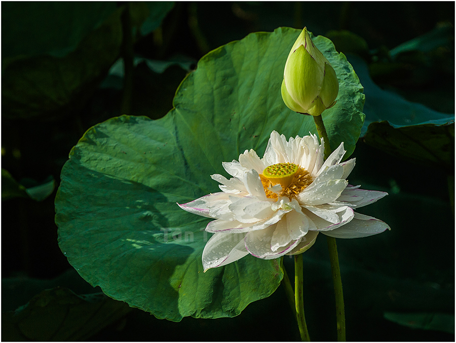 Weiße Lotusblüte aus Vietnam