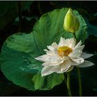 Weiße Lotusblüte aus Vietnam