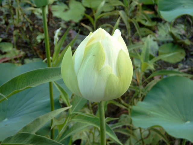 Weiße Lotusblume