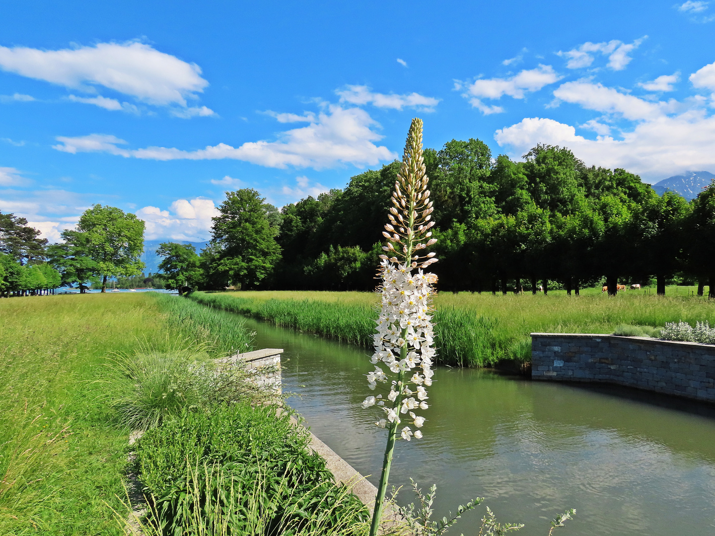 Weiße Lupine im Bonstettenpark/ Thun