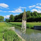 Weiße Lupine im Bonstettenpark/ Thun