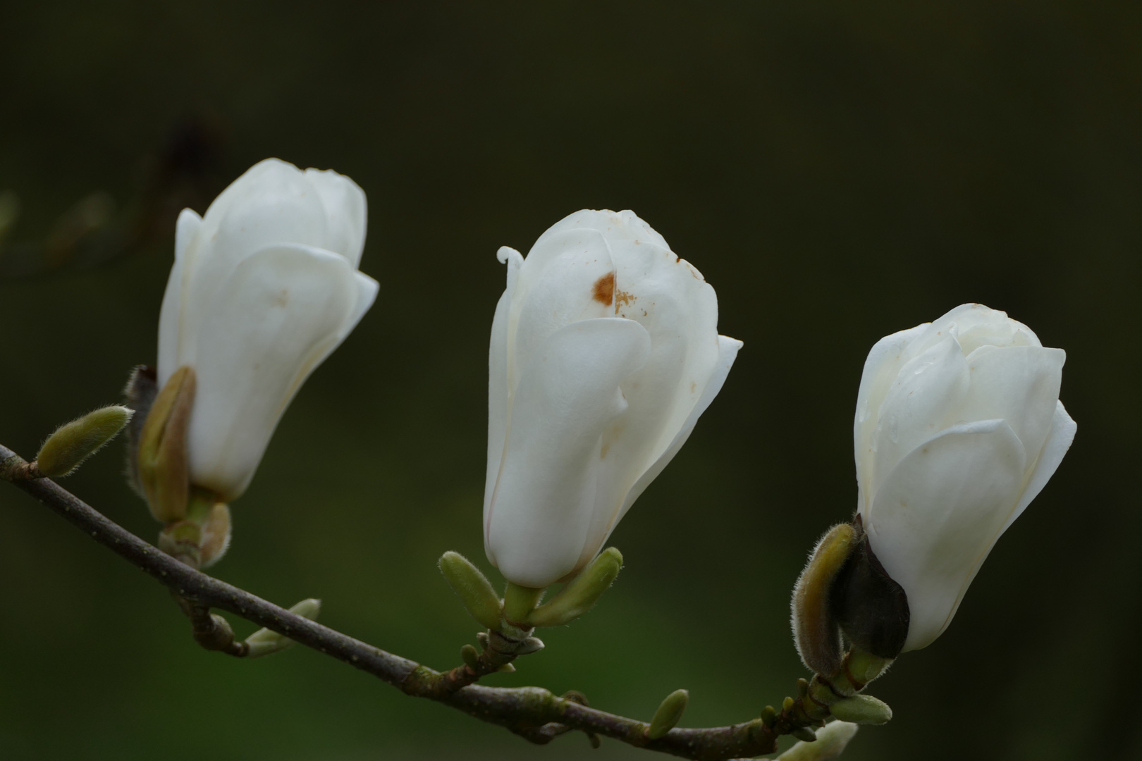 weiße Magnolie